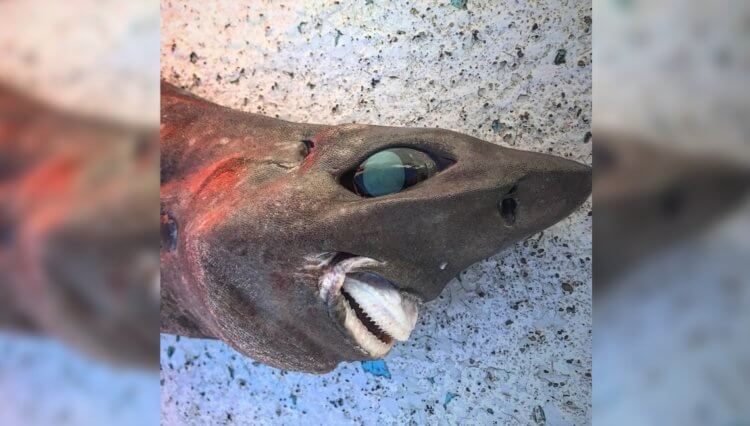 Акула монстр напугала пользователей сети. Загадочная глубоководная акула, выловленная у берегов Австралии. Фото.