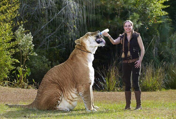 Самый большой тигр в мире — Геркулес. Лигр Геркулес. Фото.