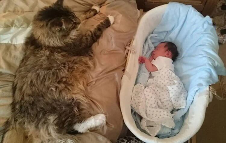 Самый большой кот в мире — мейн-кун Лудо. Мейн-кун присматривает за малышом. Фото.