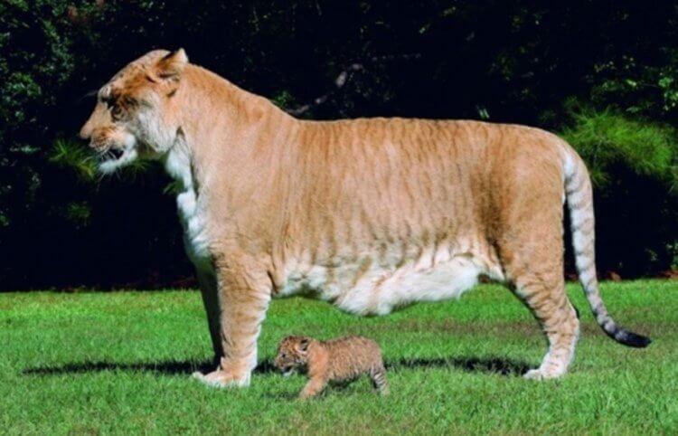Самый большой тигр в мире — Геркулес. Геркулес с детенышем. Фото.