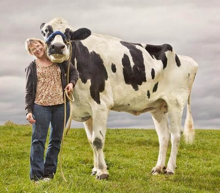 Самая большая корова в мире — Блоссом. Корова Блоссом рядом со своей хозяйкой. Фото.