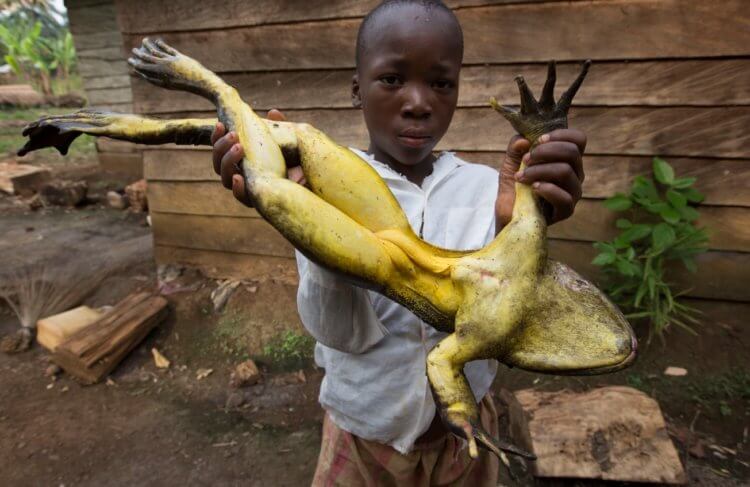 Самые большие лягушки в мире — голиафы. Африканцы особо не удивляются размерам голиафов. Фото.