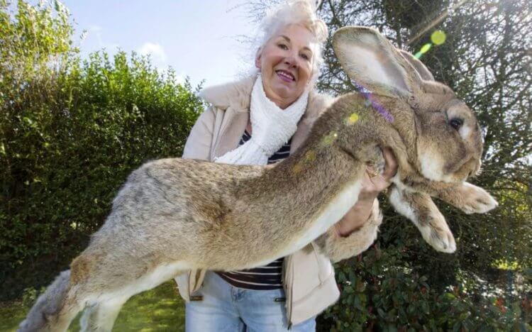 Самый большой кролик в мире — Дариус. Длина тела Дариуса составляет 130 сантиметров. Фото.