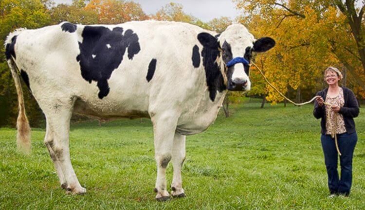 Самая большая корова в мире — Блоссом. Размеры этой коровы-гиганта даже немного пугают. Фото.