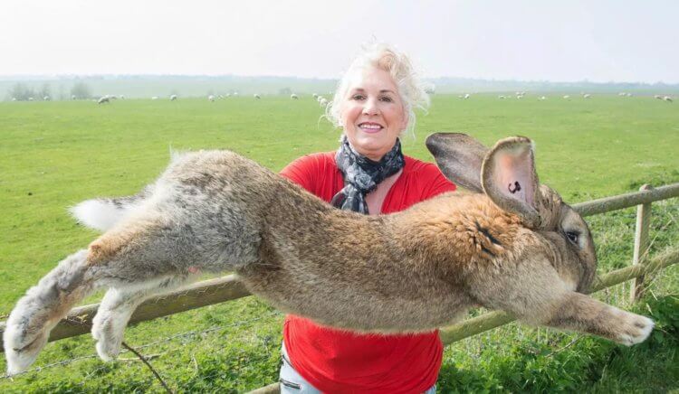 Никакого фотошопа: эти гигантские животные существуют в реальности. Кролик Дариус со своей хозяйкой. Фото.