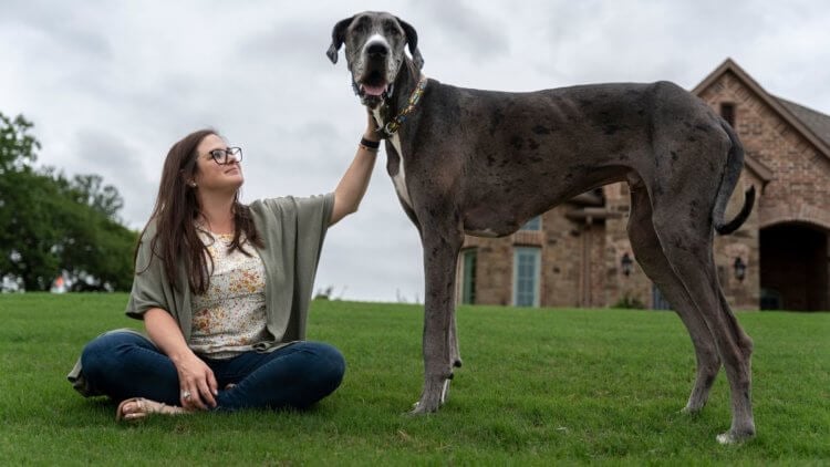 Самая большая собака в мире — немецкий дог Зевс. Зевс считается самой большой собакой в мире. Фото.