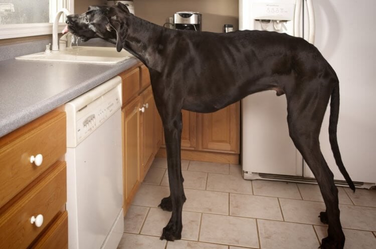 Самая большая собака в мире — немецкий дог Зевс. Зевс использует раковину как небольшую миску. Фото.
