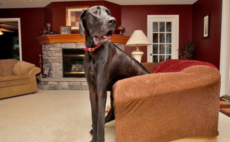 Самая большая собака в мире — немецкий дог Зевс. Зевс сидит в кресле и она ему мала. Фото.