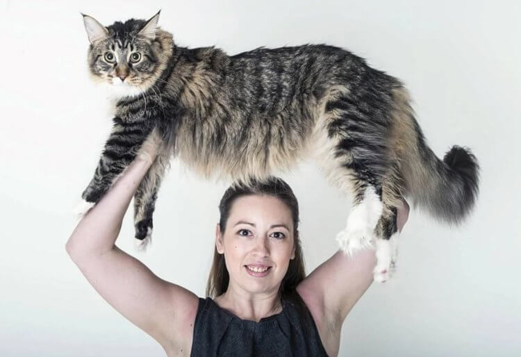 Самый большой кот в мире — мейн-кун Лудо. Мейн-кун Людо много весит, но его часто носят на руках. Фото.