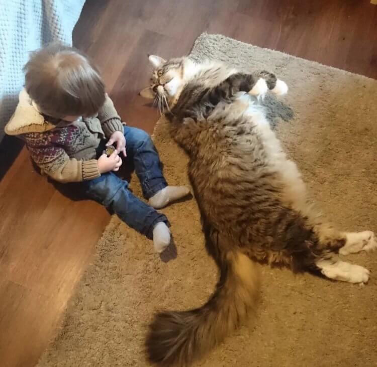 Самый большой кот в мире — мейн-кун Лудо. Мейн-кун Людо в сравнении с ребенком. Фото.