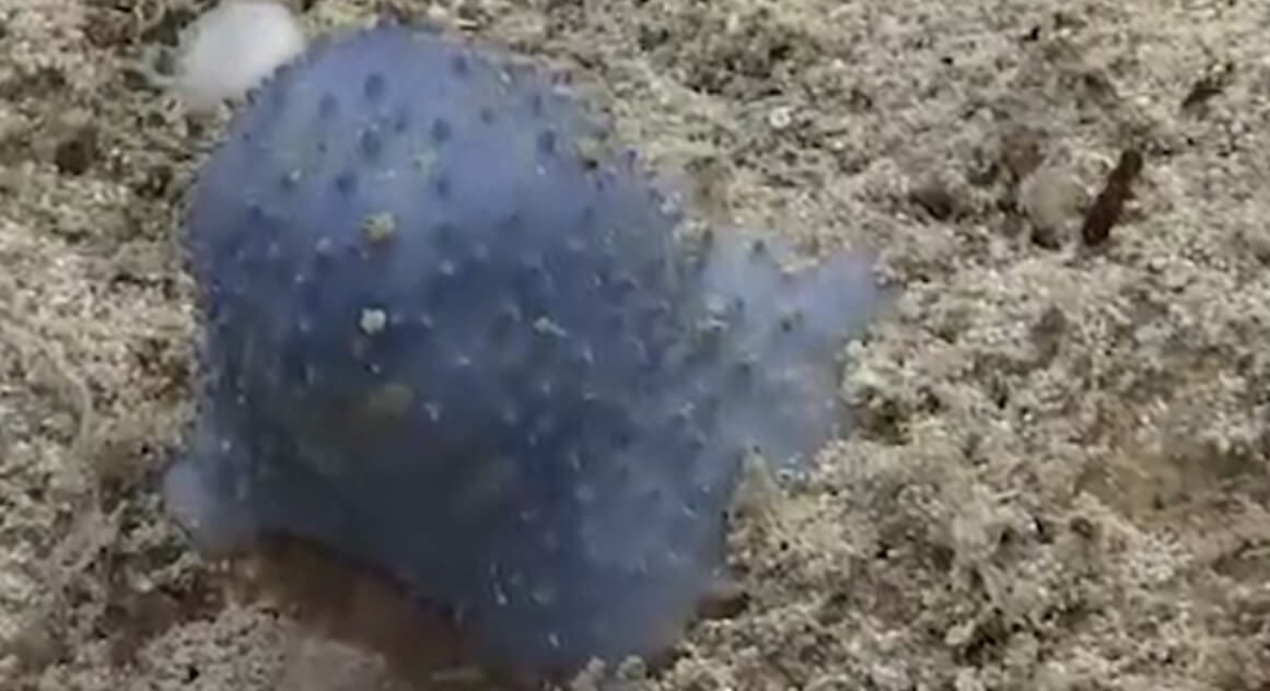 На морском дне найдена живая «голубая слизь»
