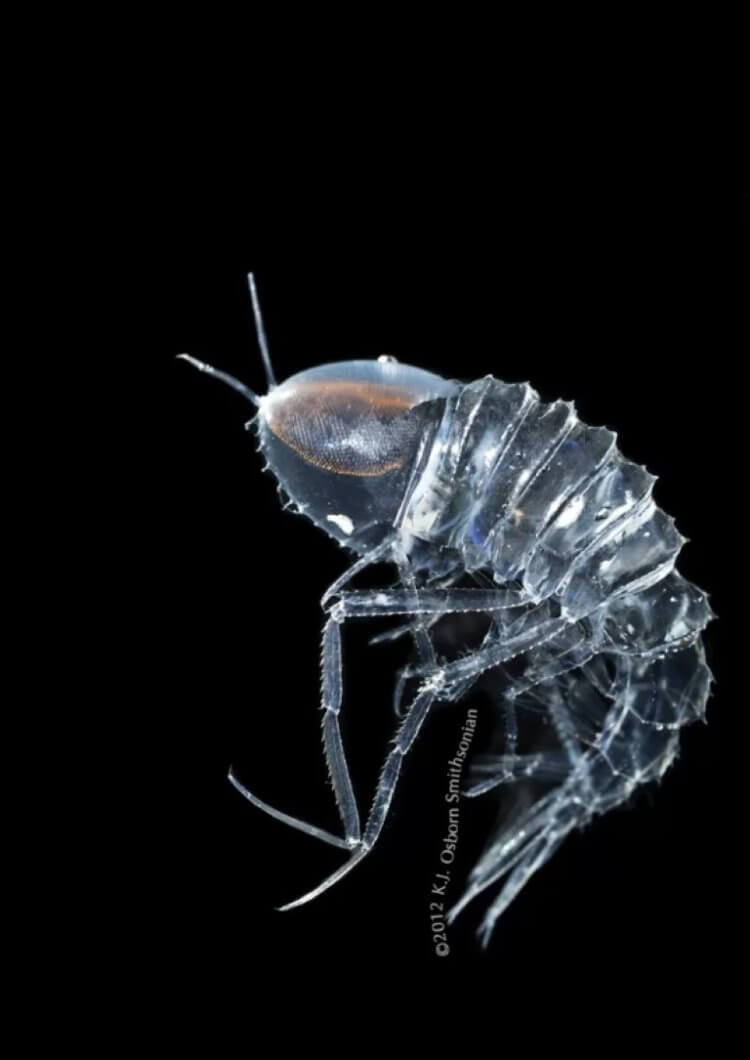 Как размножаются животные с прозрачным телом. Цистизомы имеют идеальное тело для жизни в сумеречной зоне океана. Фото.