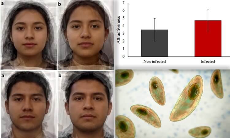 Токсоплазмос делает людей красивыми. Составные изображения десяти инфицированных мужчин и женщин (слева) по сравнению с десятью неинфицированными мужчинами и женщинами (справа). Фото.