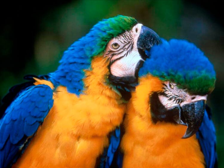 Какие виды исчезнут в ближайшее время. Некоторые попугаи эволюционировали за последние 150 лет. Фото.