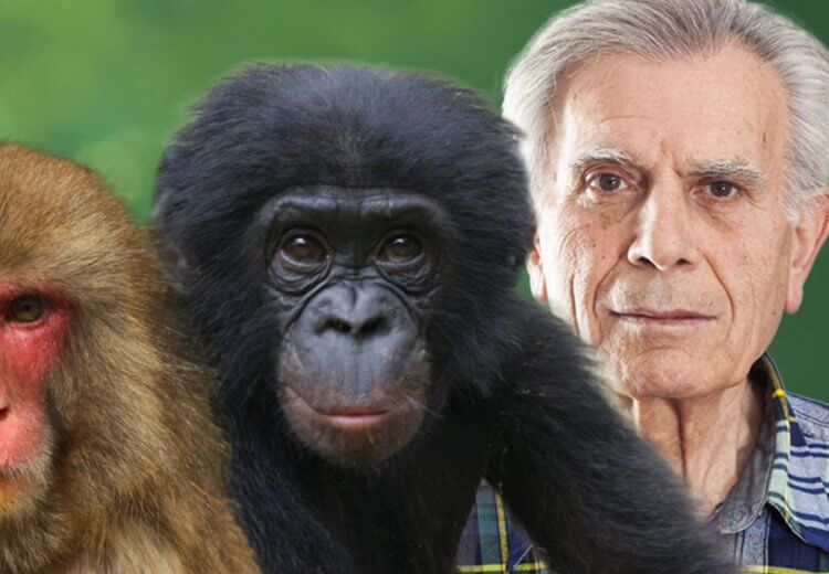 У шимпанзе меньше волос, чем у людей. Обезьяны шимпанзе не «волосатее» человека. Фото.