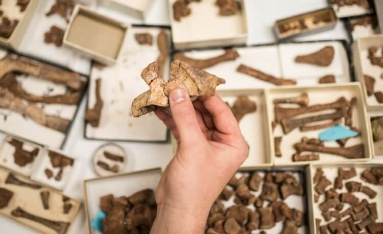 Самый старый динозавр Африки — каким он был? Окаменелости мбирезавра отлично сохранились. Фото.
