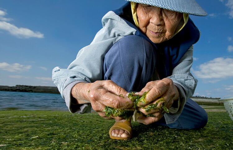 Самая здоровая диета в мире. Жители Окинавы активно занимаются земледелием. Фото.