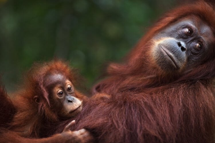 Какие виды исчезнут в ближайшее время. Cуматранский орангутан также оказался на грани вымирания. Фото.