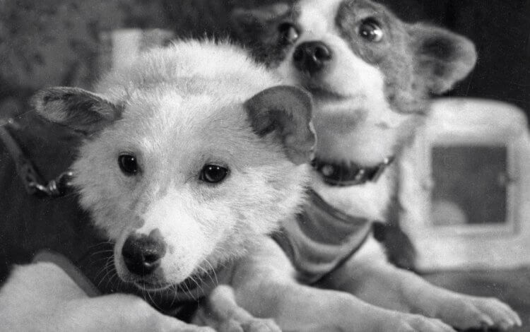 Та самая собака. В своих экспериментах Павлов, на первый взгляд, собак не щадил. Фото.