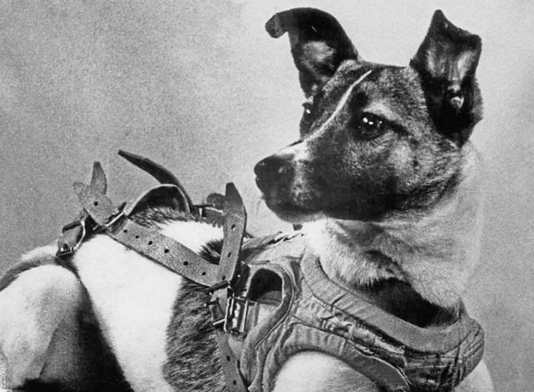 Фотографии первых животных в космосе. Собака-космонавт Лайка. Фото.