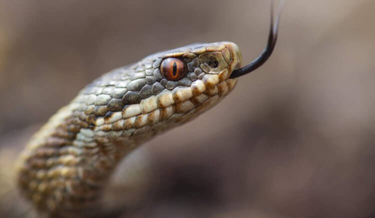 Высасывание яда из раны при укусе змеи. Змеиный яд распространяется по человеческому телу с молниеносной скоростью. Фото.