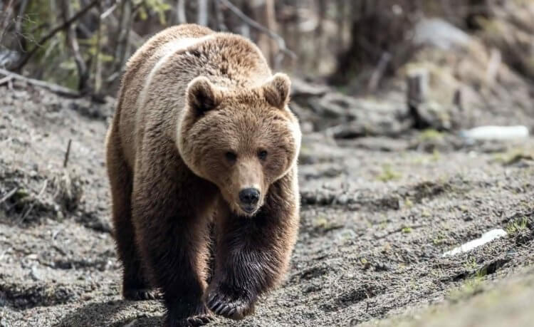 Претворение мертвым при виде хищника. Спасаться от медведя бегством — плохая идея, потому что они могут разгоняться до 60 километров в час. Фото.