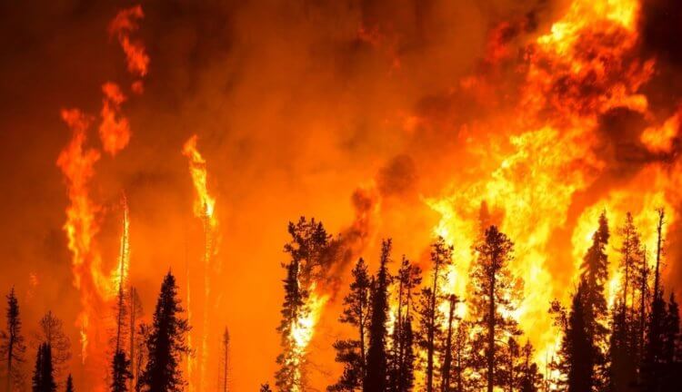 Последствия вырубки деревьев. В большей степени, деревья погибают из-за массовой вырубки и лесных пожаров. Фото.