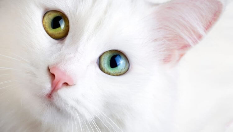 Гетерохромия — когда у человека разный цвет глаз. Кошка с гетерохромией. Фото.