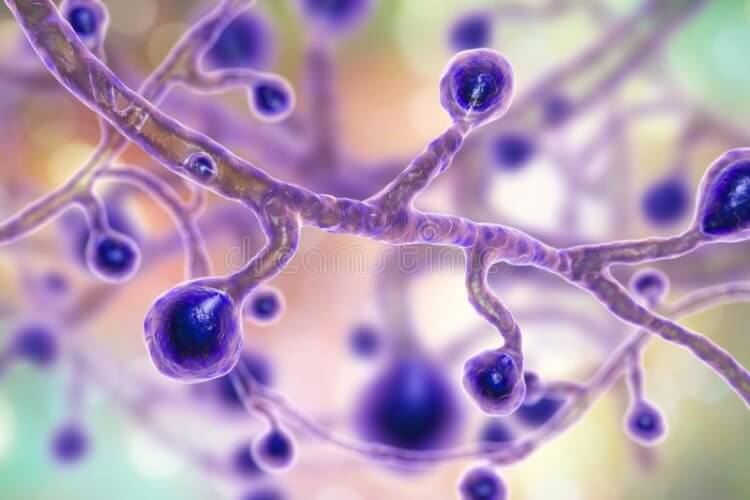 У каждого типа рака свой набор грибков? Грибок Blastomyces часто присутствует внутри рака желудочно-кишечного тракта, легких и молочной железы. Фото.