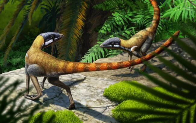 Окаменелость возрастом 230 миллионов лет подсказала о происхождении птерозавров. Фото.