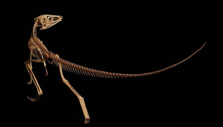 Древние рептилии лагерпетиды. Ученые смогли создать трехмерную модель склеромохлуса. Фото.