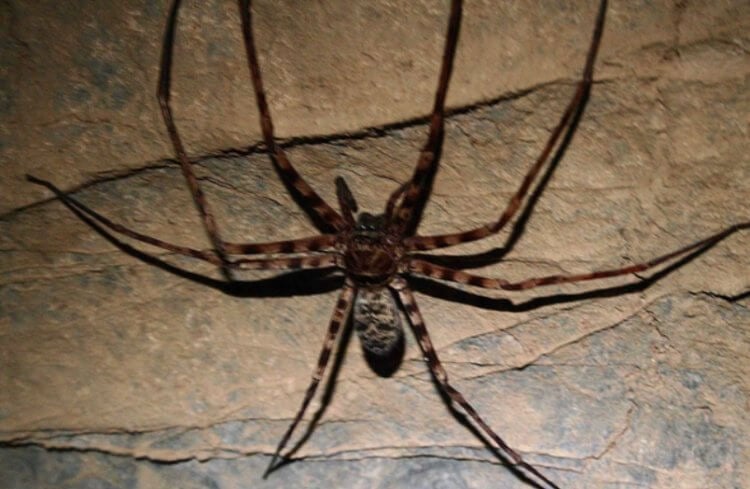 Какой паук самый большой в мире. Огромный паук Гетеропода максима. Фото.