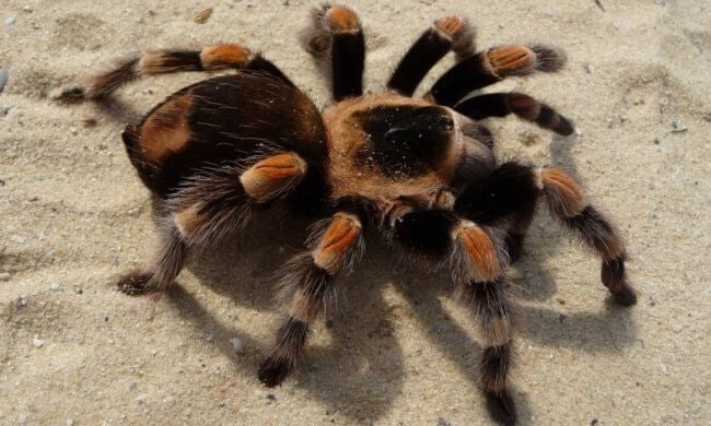 Насколько опасны пауки-птицееды и зачем им нужны волосы на теле. Фото.