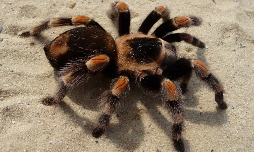 Насколько опасны пауки-птицееды и зачем им нужны волосы на теле - Hi-News.ru