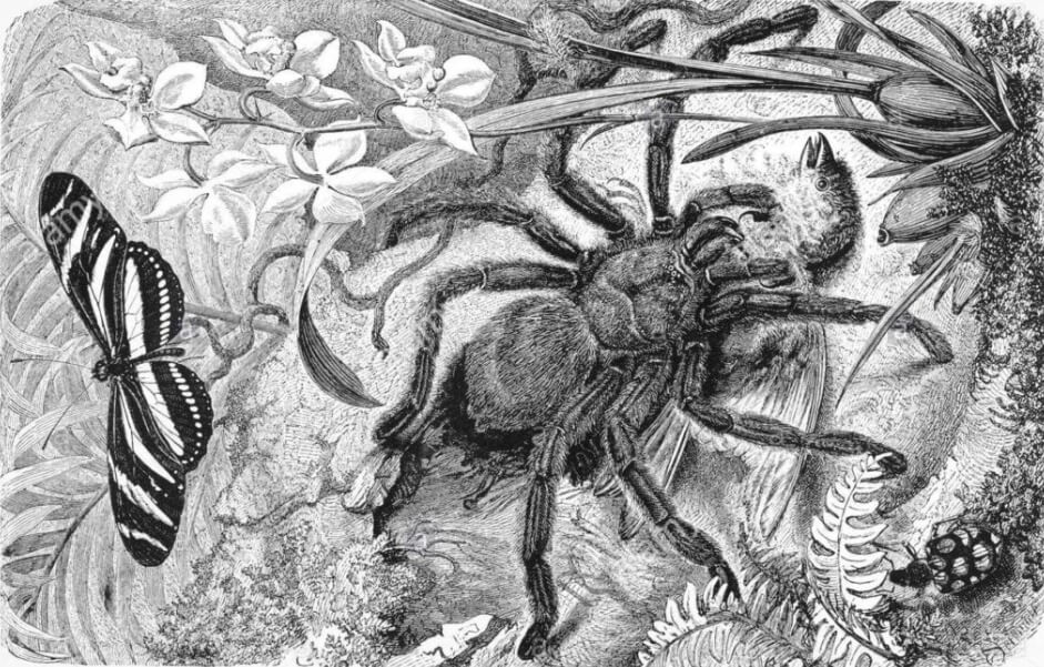 biggest spider 6 2 lt;pgt;В лесах Южной Америки обитают страшные на вид пауки, которые считаются одними из самых больших в мире. Чтобы понять, о каких чудовищах идет речь, посмотрите на свою ладонь и представьте паука соответствующего или даже большего размера. При этом, данные пауки почти полностью покрыты волосками, при помощи которых могут защищать себя от непрошенных гостей. Добычу они ловят не на натянутую между деревьями паутину как остальные -ни устраивают липкие ловушки возле своих нор, а потом тащат жертв внутрь. Благодаря своим крупным размерам и, если можно так сказать, развитой „мускулатуре“, они способны затащить в свое жилище крупных насекомых. Возможно вы уже поняли, что этими членистоногими хищниками являются пауки-птицееды, которые также известны как голиафы. Предлагаем вам ознакомиться с несколькими занимательными фактами об этих созданиях.