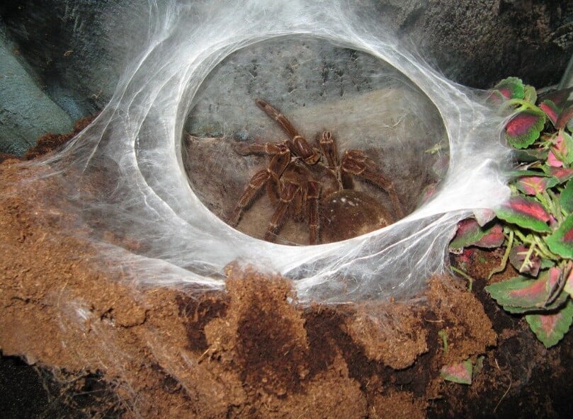 biggest spider 7 1 lt;pgt;В лесах Южной Америки обитают страшные на вид пауки, которые считаются одними из самых больших в мире. Чтобы понять, о каких чудовищах идет речь, посмотрите на свою ладонь и представьте паука соответствующего или даже большего размера. При этом, данные пауки почти полностью покрыты волосками, при помощи которых могут защищать себя от непрошенных гостей. Добычу они ловят не на натянутую между деревьями паутину как остальные -ни устраивают липкие ловушки возле своих нор, а потом тащат жертв внутрь. Благодаря своим крупным размерам и, если можно так сказать, развитой „мускулатуре“, они способны затащить в свое жилище крупных насекомых. Возможно вы уже поняли, что этими членистоногими хищниками являются пауки-птицееды, которые также известны как голиафы. Предлагаем вам ознакомиться с несколькими занимательными фактами об этих созданиях.
