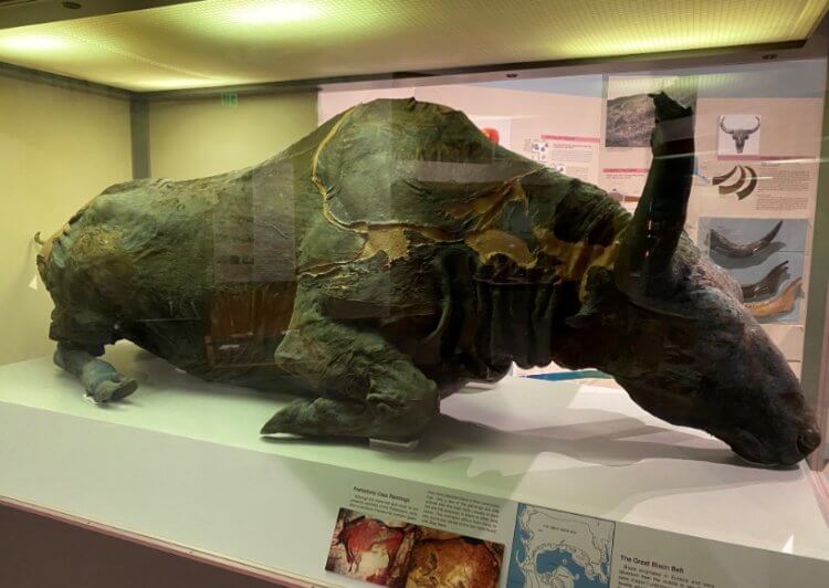 Как и зачем ученые приготовили рагу из мумии древнего бизона. Древний бизон по кличке «Голубой малыш». Фото.