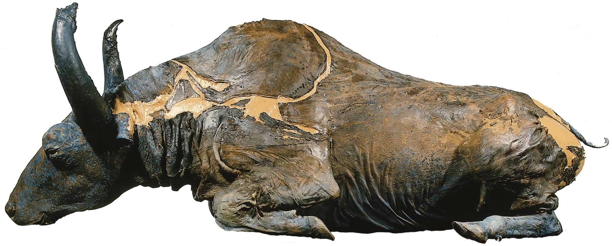 Как и зачем ученые приготовили рагу из мумии древнего бизона