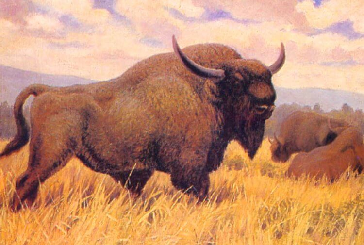 Какими были древние бизоны. Иллюстрация древнего зубра. Фото.