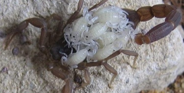 Скорпионы носят детенышей на спине. Самка скорпиона с детенышами на спине. Фото.