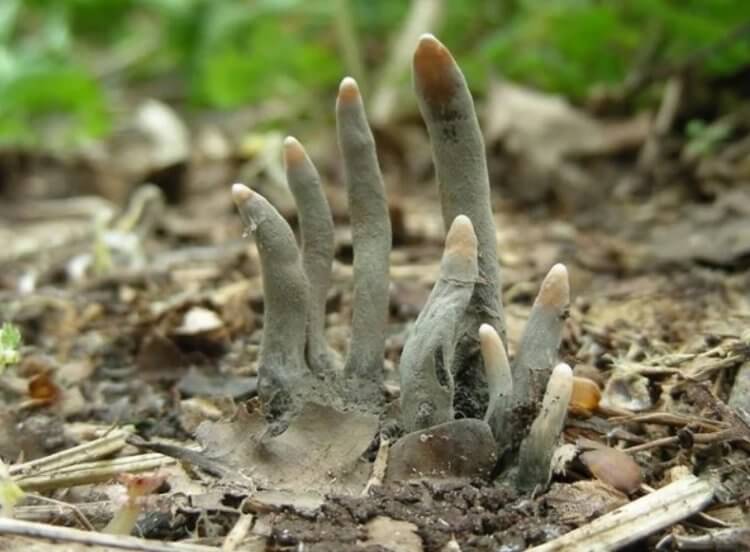 Самые страшные грибы в мире. Жуткие грибы Xylaria Polymorpha. Фото.