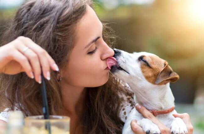 Чем опасны «слюнявые поцелуи» собак. Фото.