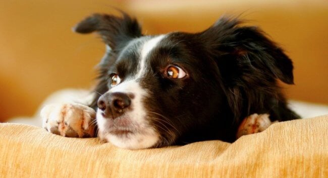 Собаки чувствуют стресс любого человека — что нас так сильно выдает? Фото.