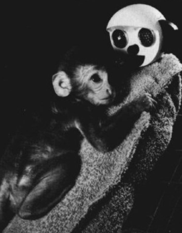 Жестокие эксперименты над обезьянами. Детеныш обезьяны обнимает куклу. Фото.