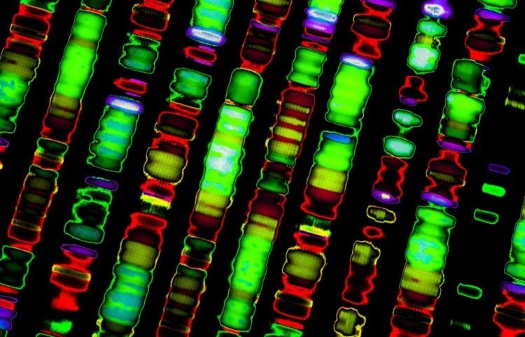 Нобелевская премия 2022. С помощью секвенирование генома мы узнаем много нового о наших далеких предках. Фото.