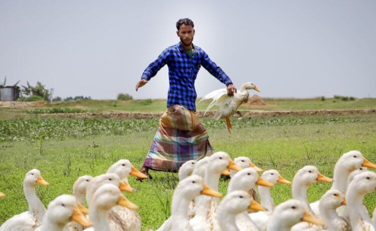 В Бангладеше разводят уток вместо кур. Фермер из Бангладеша со своими утками. Фото.