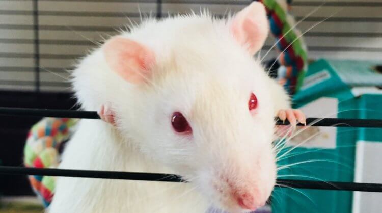 Как мозг человека работал совместно с мозгом крысы. Человеческие нейроны влияли на поведение крысы. Фото.