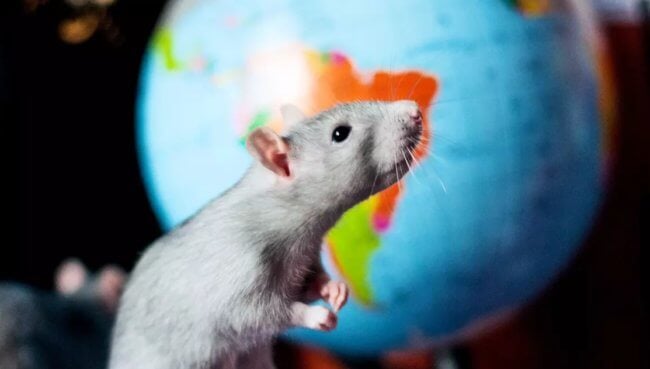 Крысе пересадили человеческий мозг — что из этого вышло? Фото.