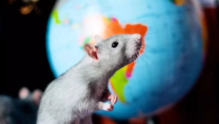 Крысе пересадили человеческий мозг — что из этого вышло? Ученые вживили в мозг крысы органоид с человеческими клетками. Фото.