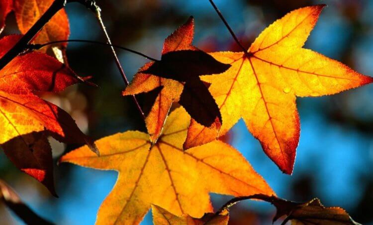 Ученые рассказали, почему нельзя выбрасывать осенние листья. Осенним листьям не место на свалке, и этому есть несколько причин. Фото.